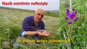 Gagauzia'nın Son Tüy Otu - песни Дмитрия Попозогло