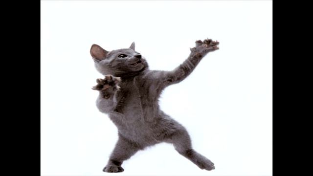 Танцующие котики