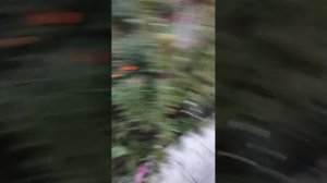1 видео