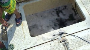привоз осетра на малый водоëм.