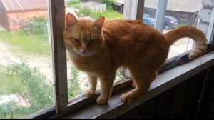 Ветлужские коты. Часть 2