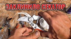 Что делать если ЗАКЛИНИЛО СЕКАТОР? Как быстро почистить и смазать секатор ✂️