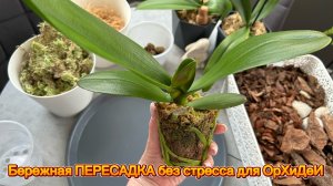 ПЕРЕСАДКА АзИаТсКоГо подростка в 12 горшок ✅ #орхидеи