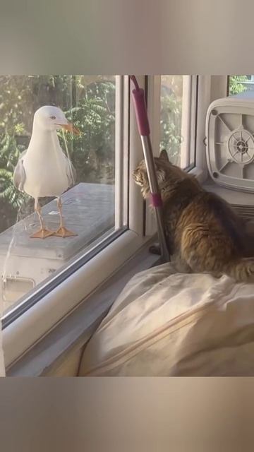 🐈🕊️😁