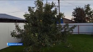 Яблони повторно зацвели в тюменских садах