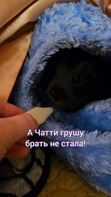 Раздача груши морским свинкам