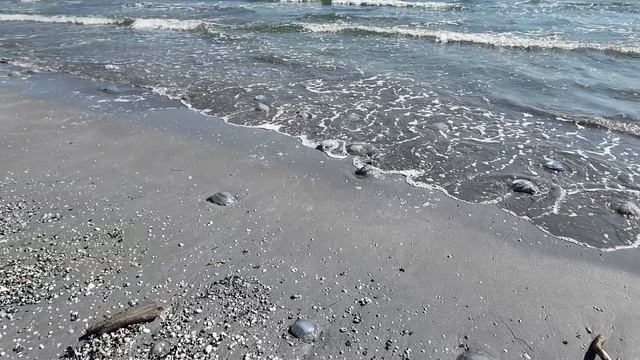 бух.Татарская,Мысовое.Азовское море,август.