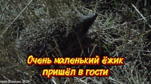 Очень маленький ёжик пришёл в наш двор, размером с половину телефона