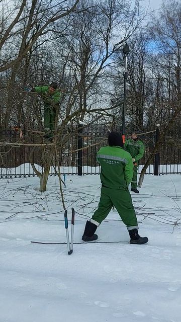 Обрезка плодовых деревьев на садовых участках
