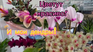 Дендробиумы в коллекции!Кубертсони, Нобиле, дендрофаленопсисы!