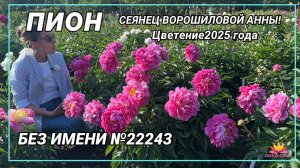 Сеянец артикул 22243/Сад Ворошиловой