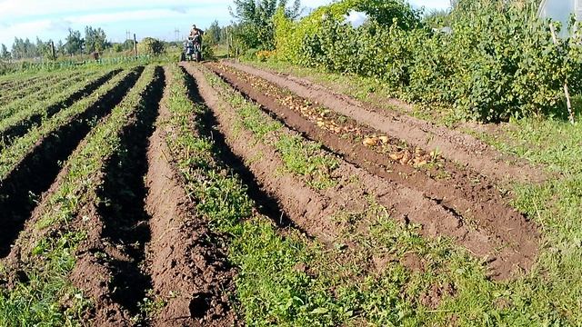 Копаем картошку вибрационной картофелекопалкой