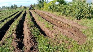 Копаем картошку вибрационной картофелекопалкой