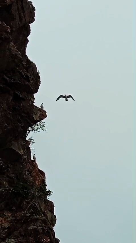 Морские птицы