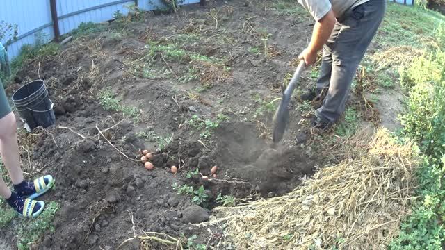ЖИВЕМ В ДЕРЕВНЕ! НАЧАЛИ КОПАТЬ КАРТОШКУ! ОГУРЧИКИ НА ЗИМУ!! БОЛЬШАЯ ПРОДАЖА ЗАЖИГАЛОК НА АВИТО!!