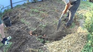ЖИВЕМ В ДЕРЕВНЕ! НАЧАЛИ КОПАТЬ КАРТОШКУ! ОГУРЧИКИ НА ЗИМУ!! БОЛЬШАЯ ПРОДАЖА ЗАЖИГАЛОК НА АВИТО!!