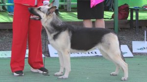 Калужский Витязь Юнона