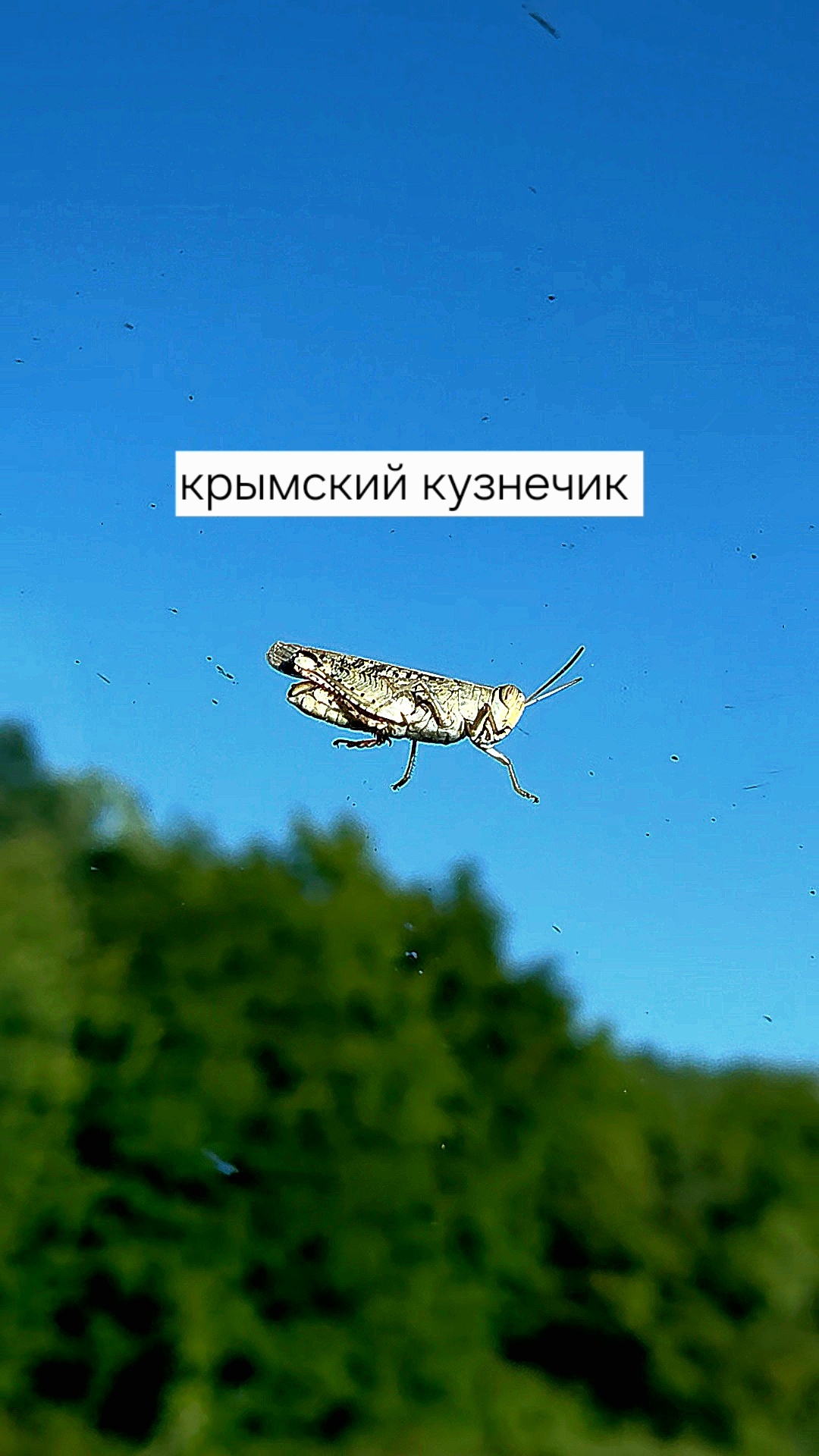 Крымский кузнечик )