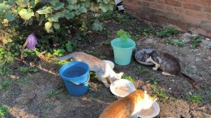Новости о нас с котиками, спасибо благодетелям!😘😻🐱🐱❤️