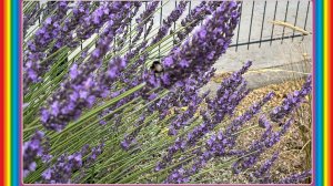 Чернівецька  Лаванда   2026