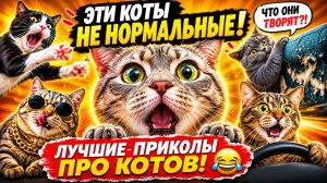 ЭТИ КОТЫ ЯВНО ЧТО-ТО ЗАМЫШЛЯЮТ! ))) Приколы с котами | Мемозг 1784