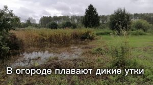 В огороде плавают дикие утки и гуляет цапля.