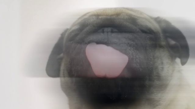 Мопс облизывает экран