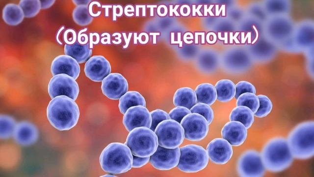 Морфология кокков