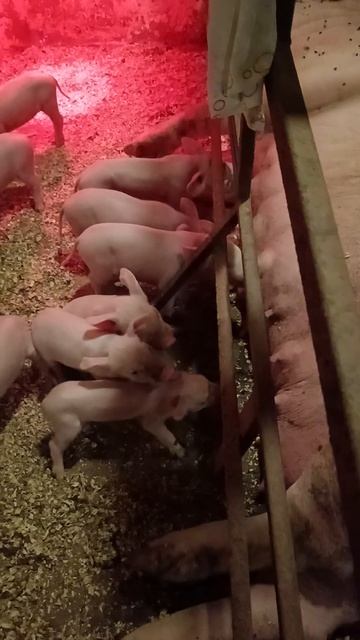 Вечерний осмотр, 7й день малышам 🐷 22-08-2026