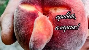 Продаем персики — покупаем ёлки, хочу улучшить ЭКО систему в саду