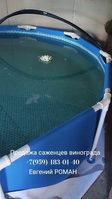 Саженцы винограда  +7(959)-183-01-40 Евгений РОМАН