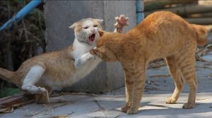 Коты дерутся. Звук кошачьей драки. Агрессивные кошачьи звуки, шипение, рычание, мяуканье