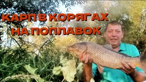 ДИКИЙ КАРП В КОРЯГАХ НА ПОПЛАВОК .