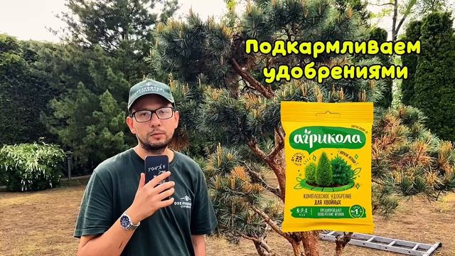 Уход за хвойными растениями Ниваки на дачных участках