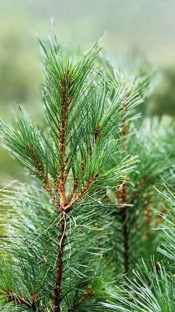 Красота леса🌲