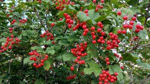 52. Огородный сезон подходит к концу
