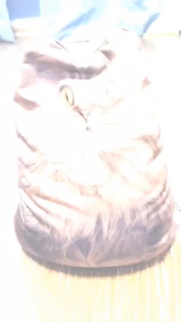 Эдит кот