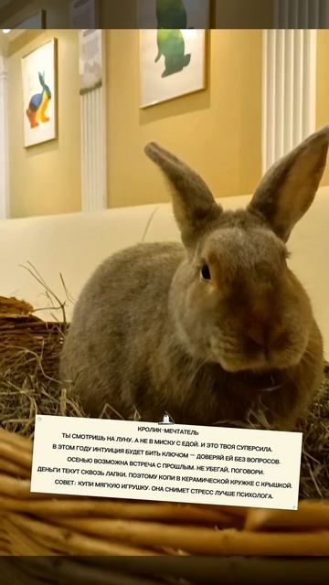 Приглашаем в Зайкафе, погладить пушистых кроликов. Работаем каждый день с 10:00 до 22:00