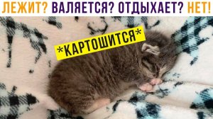 КАРТОШЬКА))) Приколы с котами