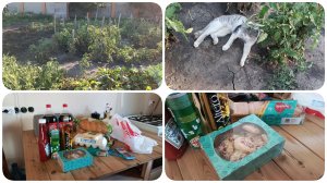 Пятница 21.08.2026 г. Доставка из Магнита. Закатываем томатный сок. Неспокойная обстановка.