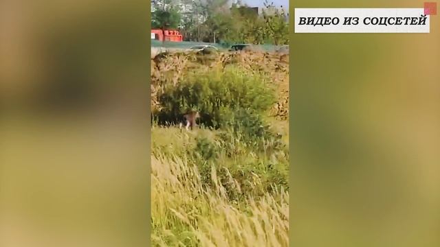 КРТВ. Интересно и полезно - Лоси