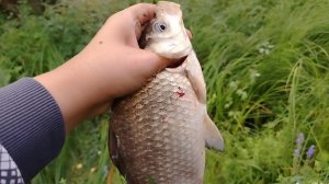 Караси клюют на донку! Дешевая катушка.