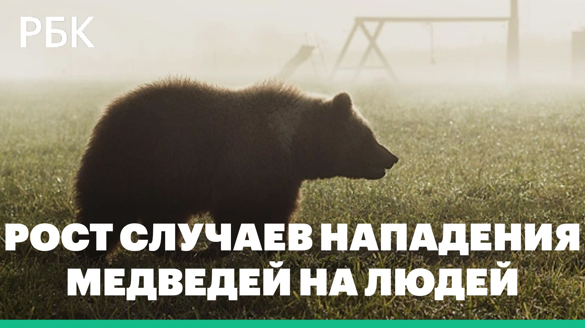 В России зафиксировано все больше случаев нападения медведей на людей