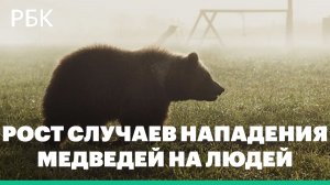 В России зафиксировано все больше случаев нападения медведей на людей