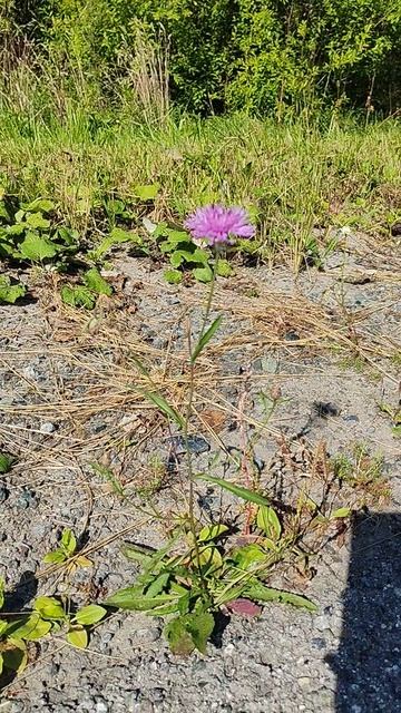 Ботаника🌸