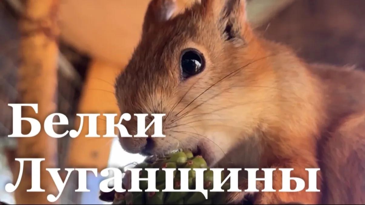 Белки покидают леса ЛНР/ События недели
