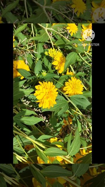 Золотой шар ☘️💃🦋🥀☘️