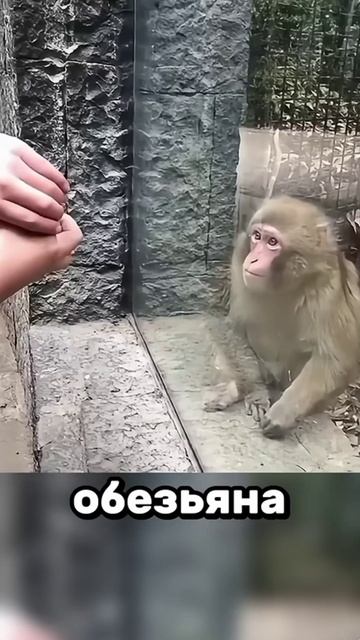 Ай да фокус