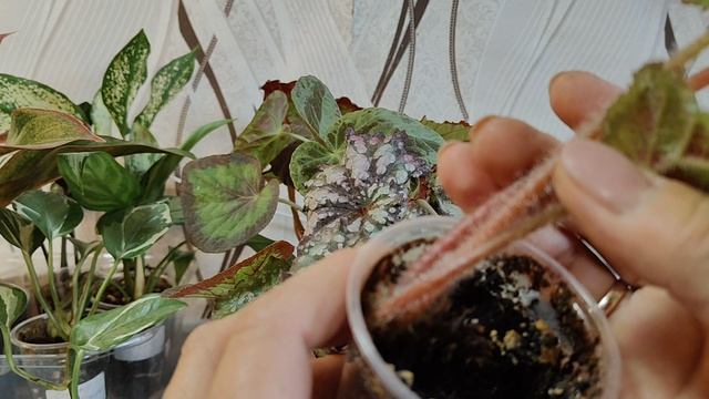 ИЗЛИШКИ БЕГОНИЙ  И АГЛОАНЕМ К ПРОДАЖЕ 🌺🌺🌺23-08-2026