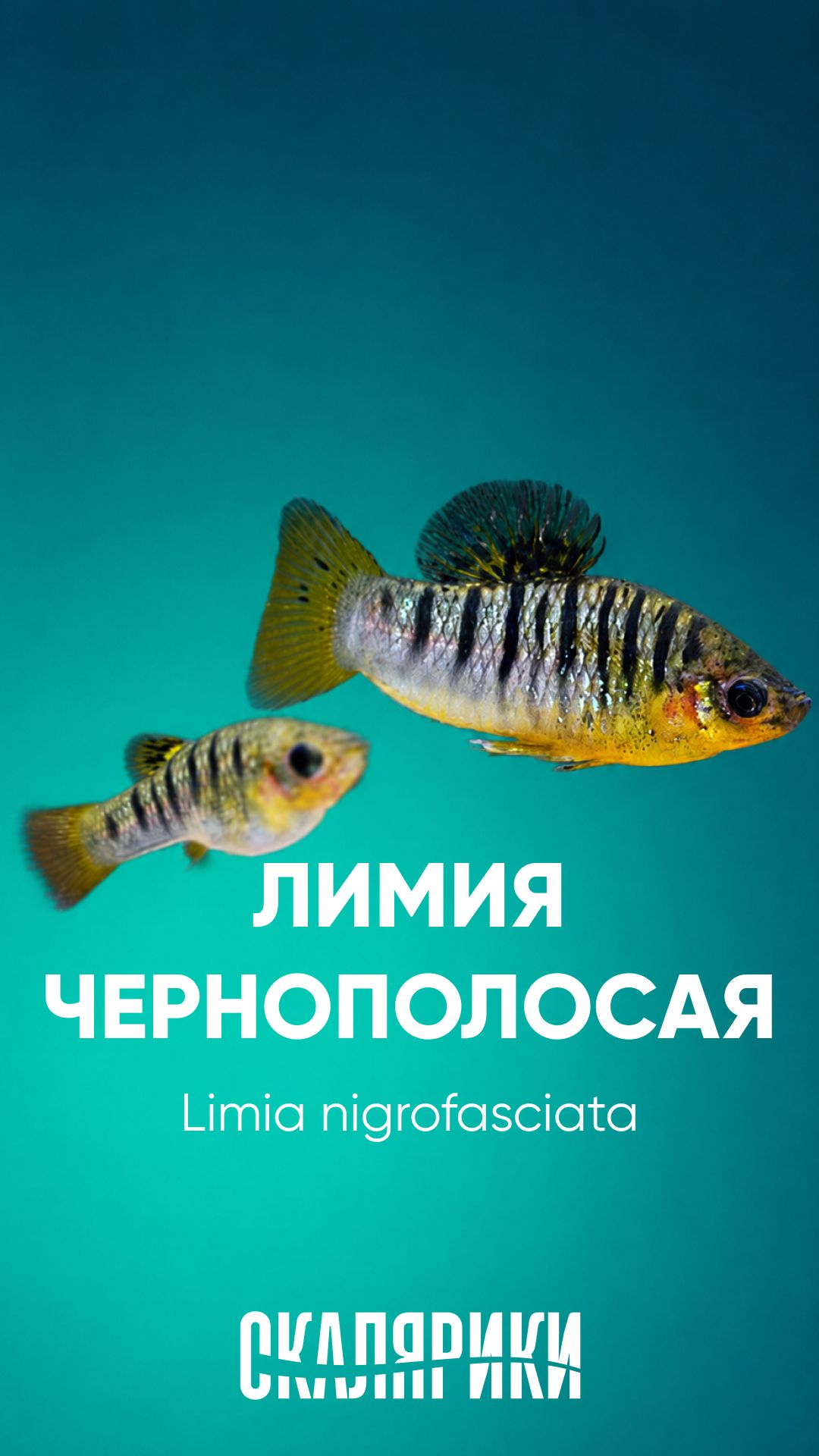 Лимия чернополосая
